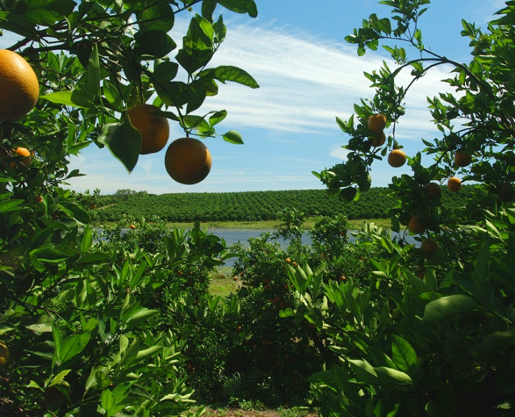 Orange plantation